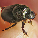 Onthophagus cinctipennis